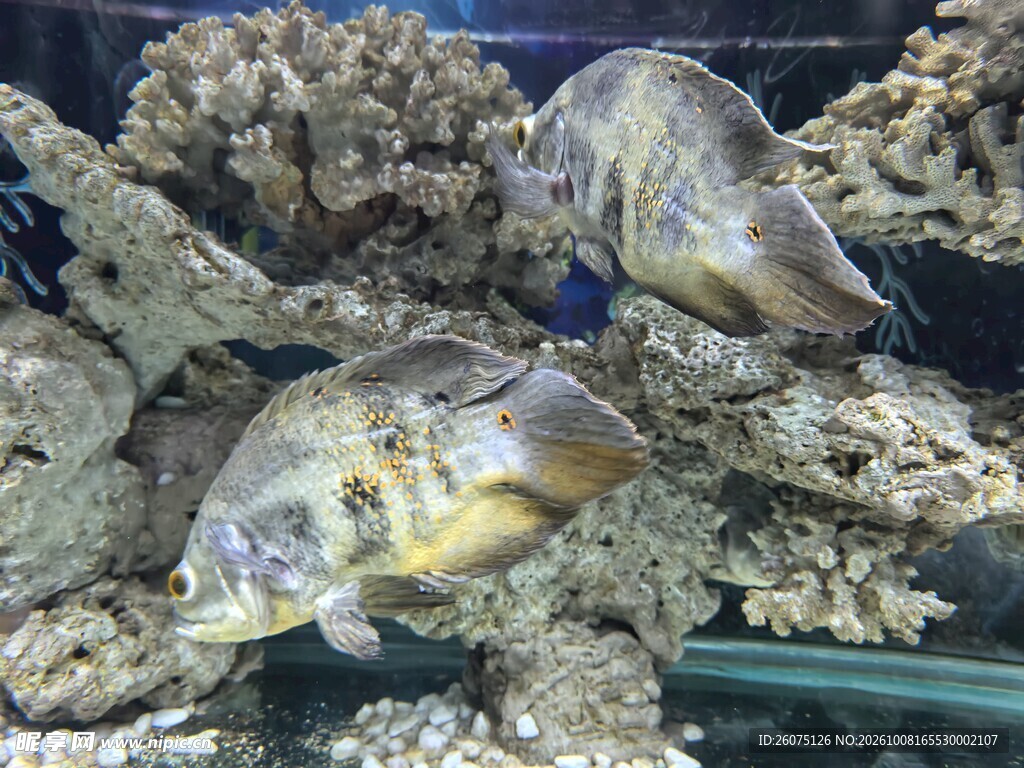 礁石上的海蟹