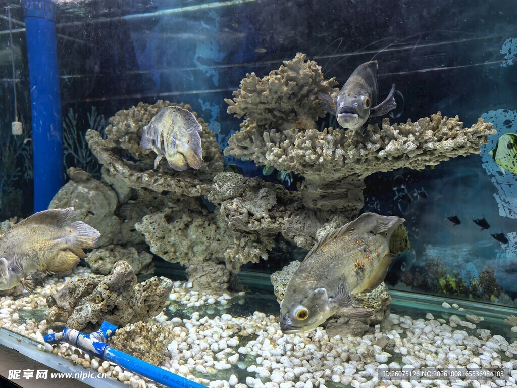 水族箱珊瑚造景