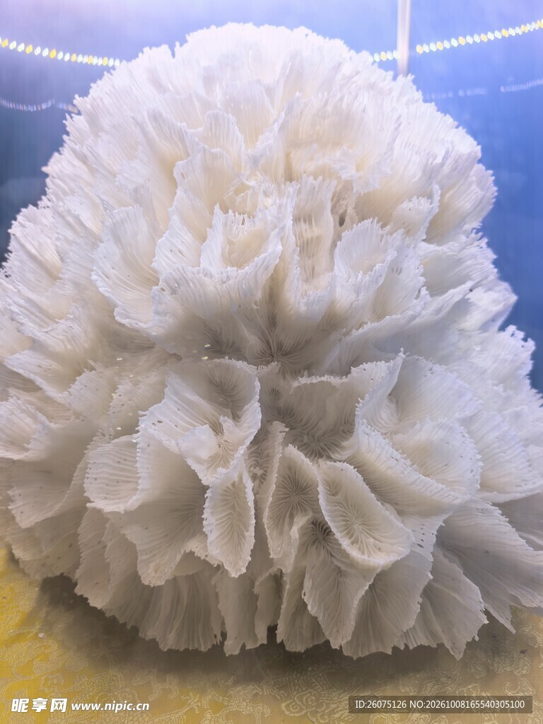 白色海底珊瑚特写