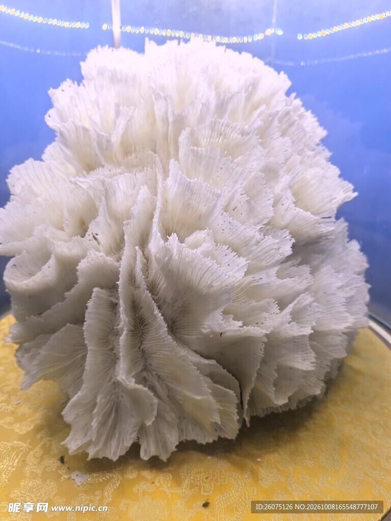 白色观赏珊瑚