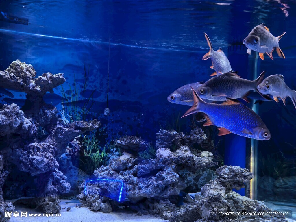 海底鱼群珊瑚礁景观
