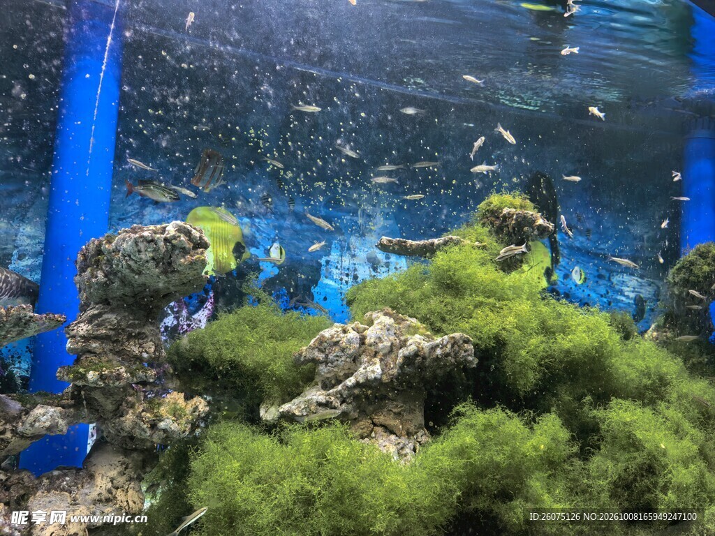 水族馆水下鱼群景观