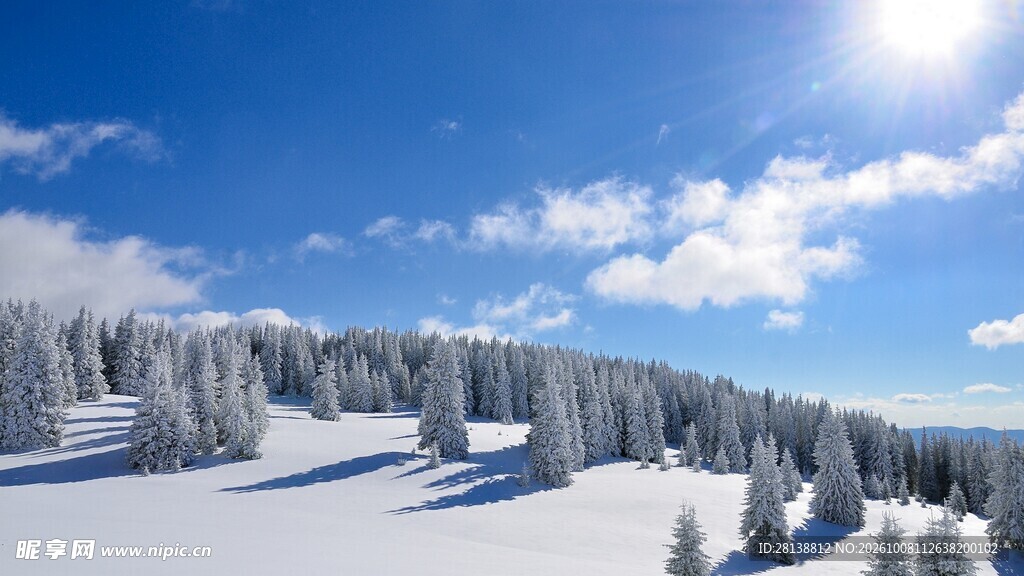 冬日晴雪林海风光