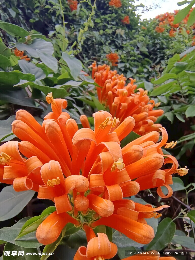 橙红艳丽鲜花特写