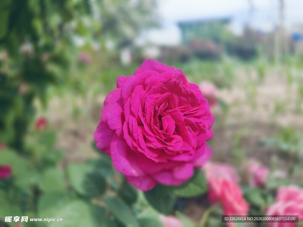 玫红色玫瑰花