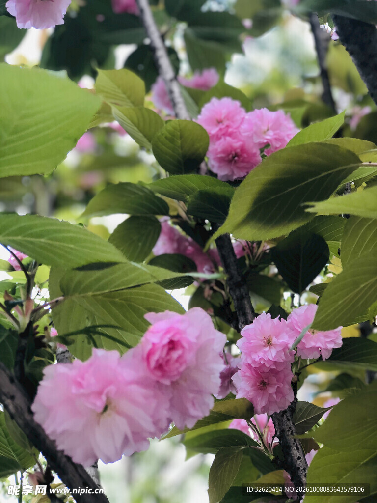 枝头粉色重瓣樱花绽放