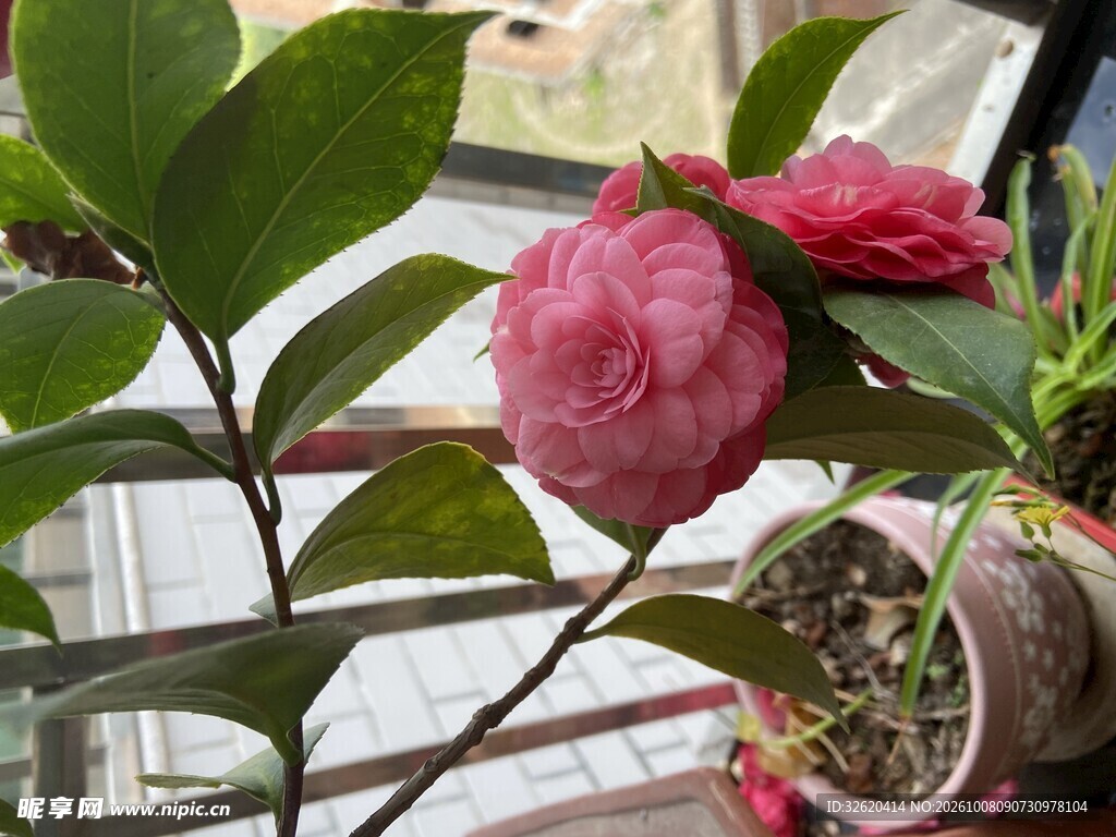 窗边粉色山茶花