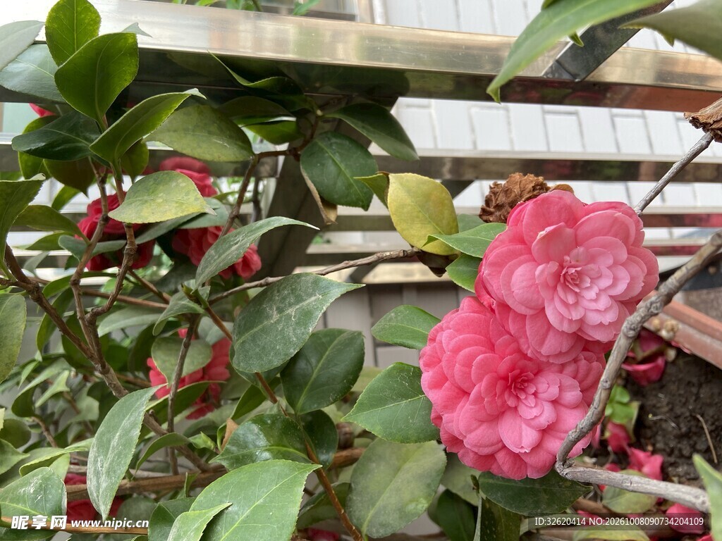 盛开的红色山茶花