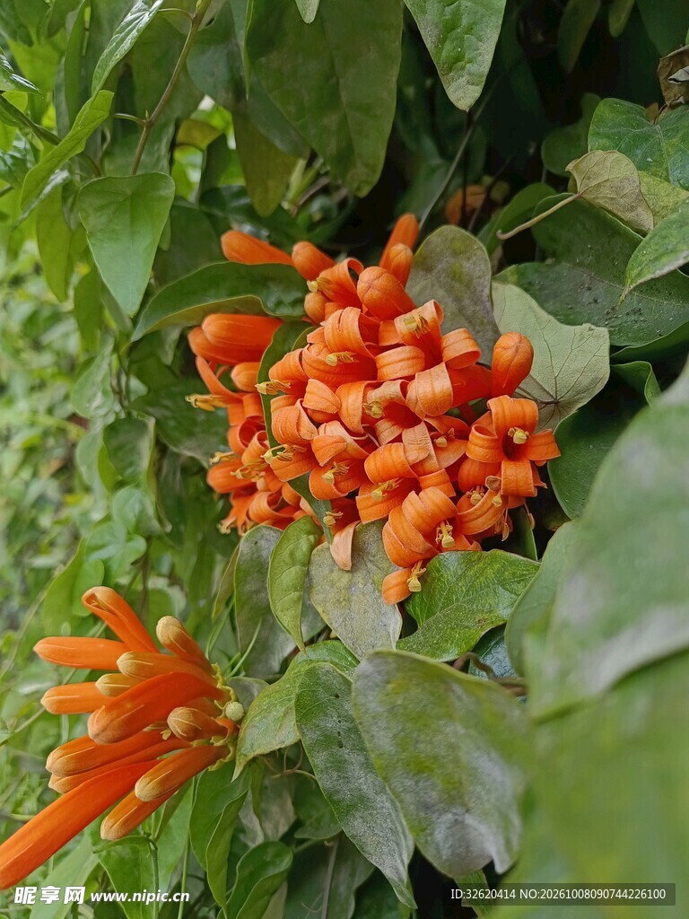 绿叶间橙色花簇