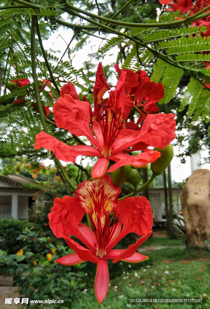 红色观赏花卉特写
