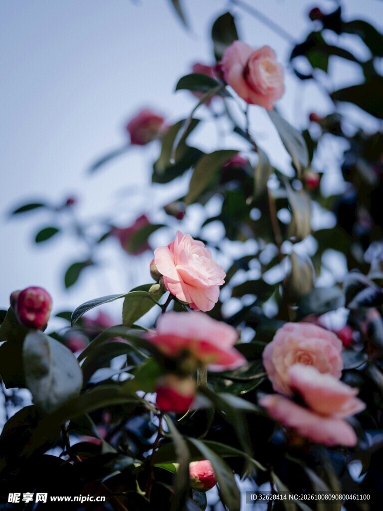 柔焦粉色花簇