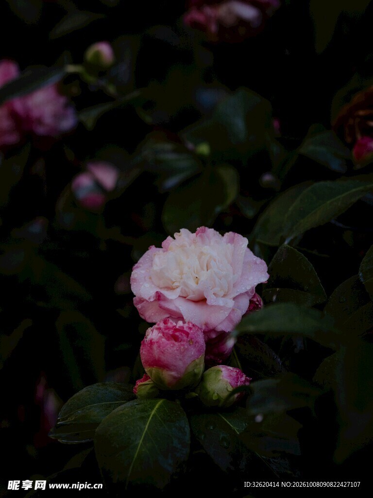 暗调柔焦粉花特写