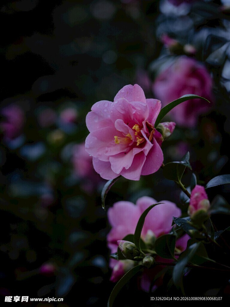 朦胧粉花柔焦特写