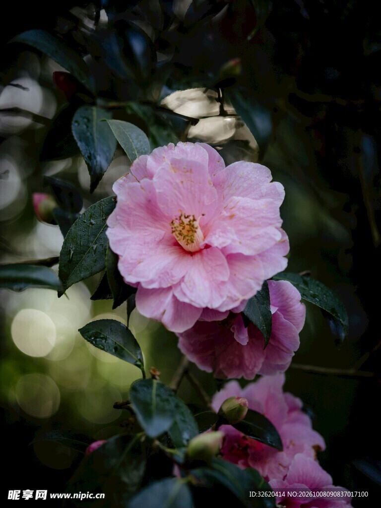 粉色山茶花特写