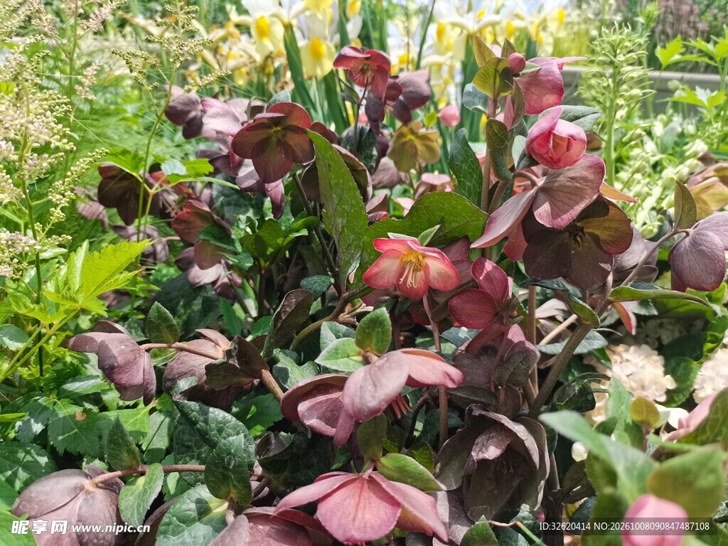 粉花绿植自然景观