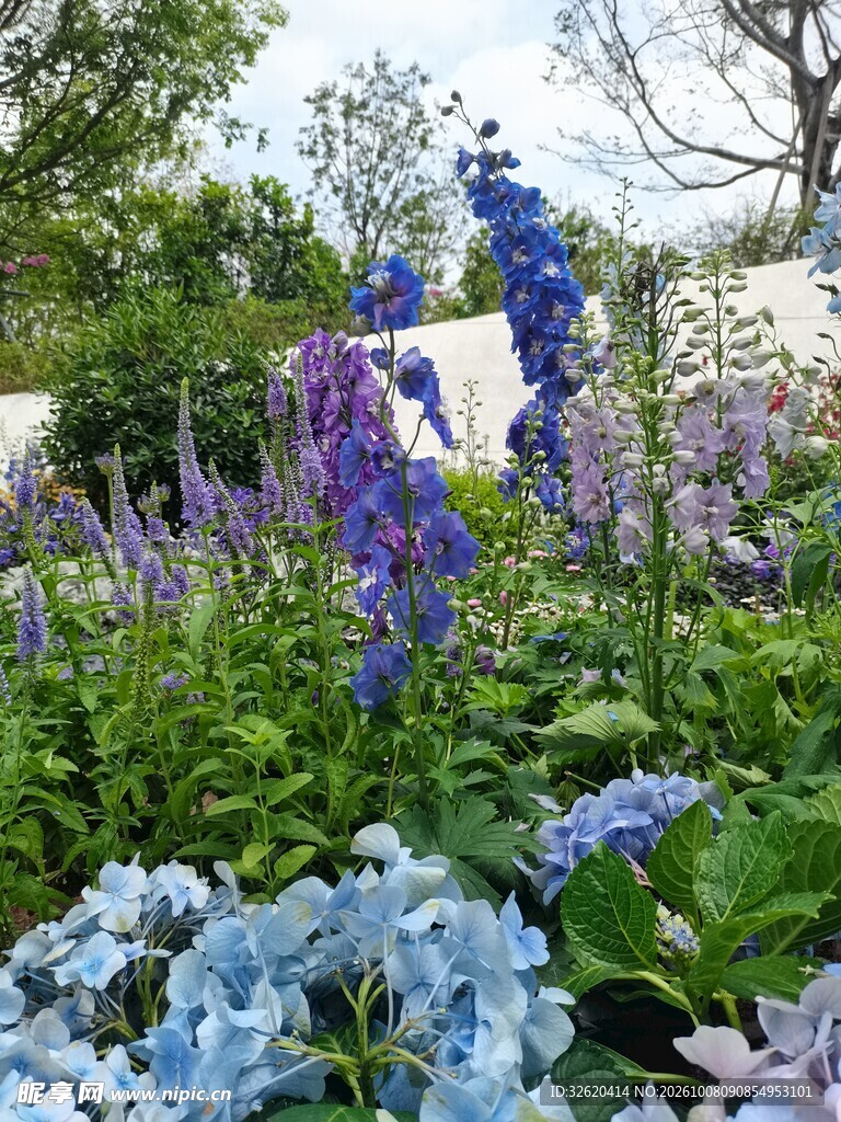 蓝紫花卉景观
