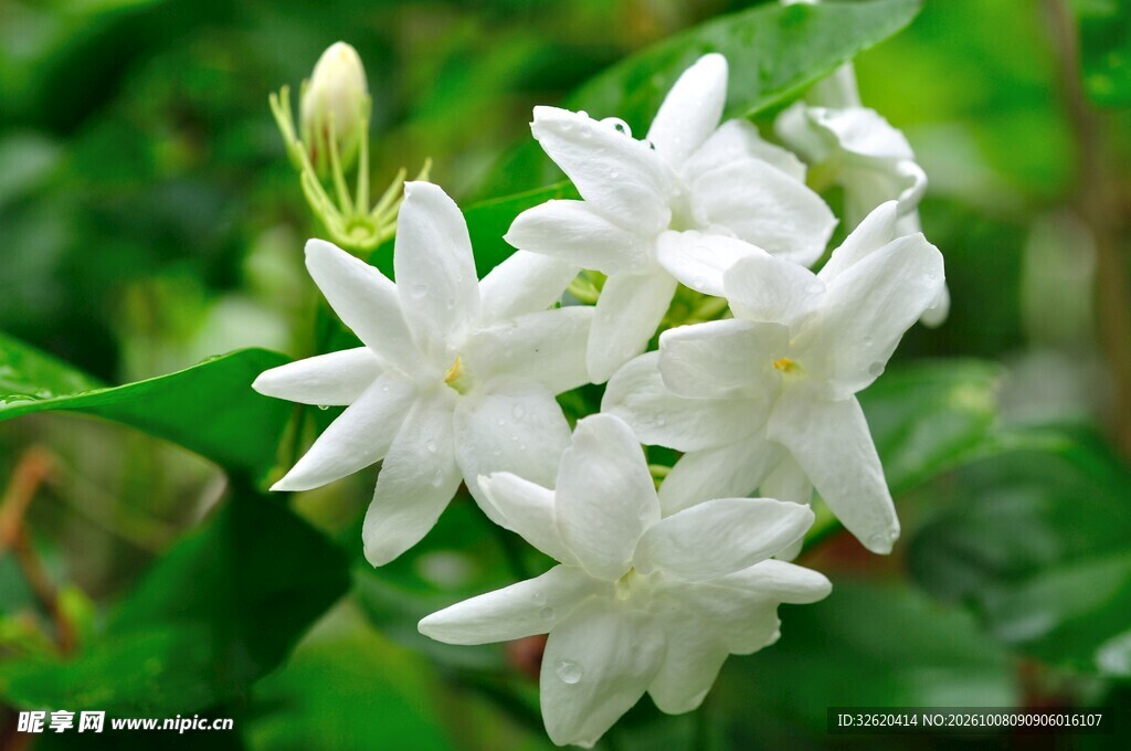 洁白茉莉花簇特写