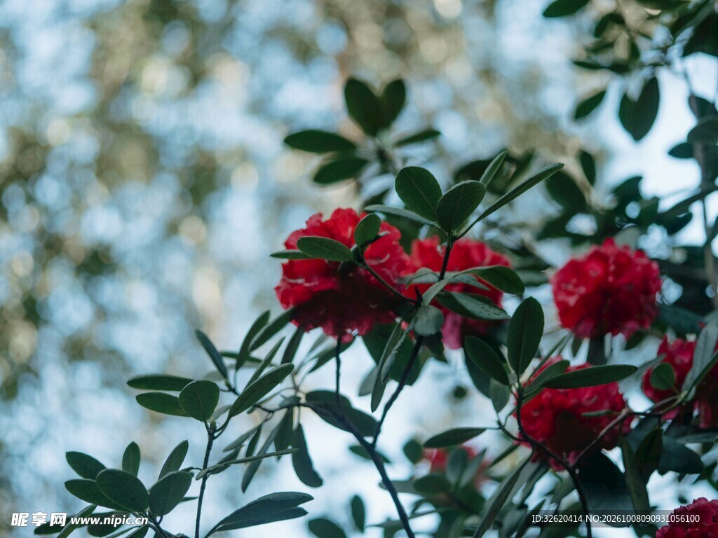 枝头盛放红色杜鹃花