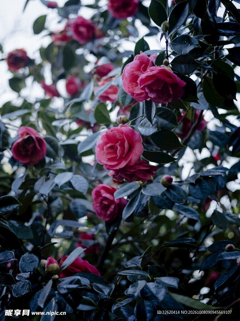 盛放红色山茶花