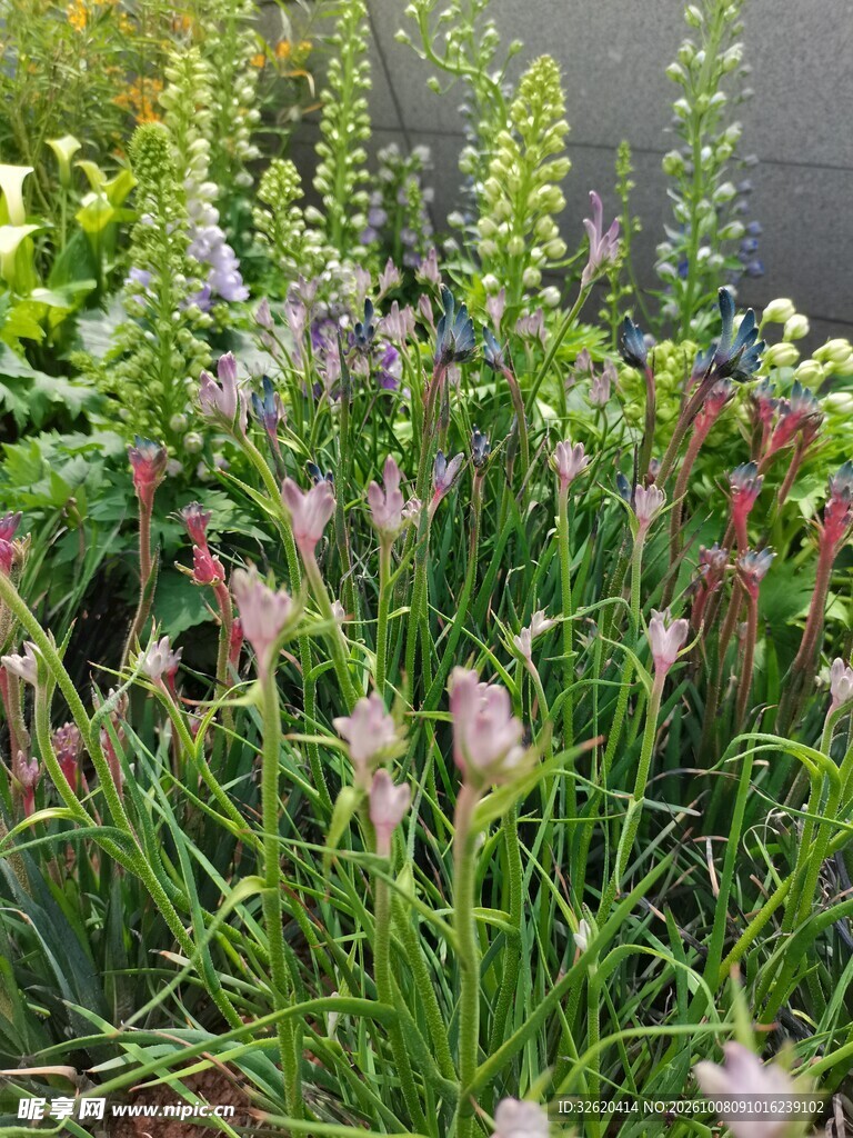 庭院草本花卉景观