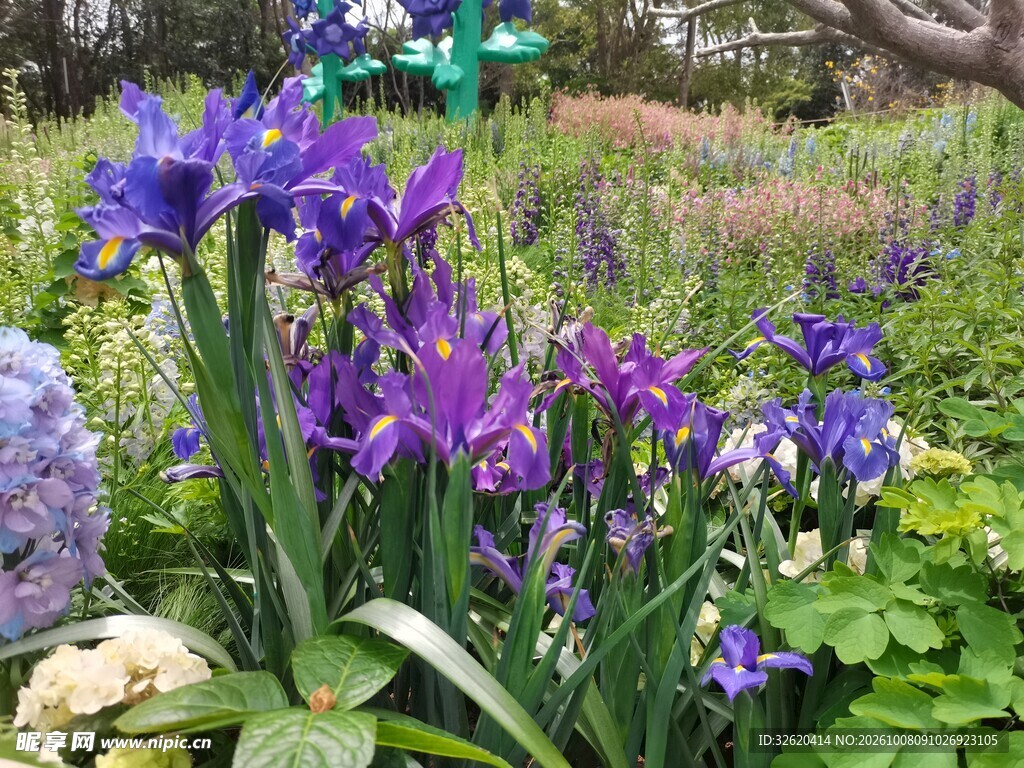 盛开的紫色鸢尾花