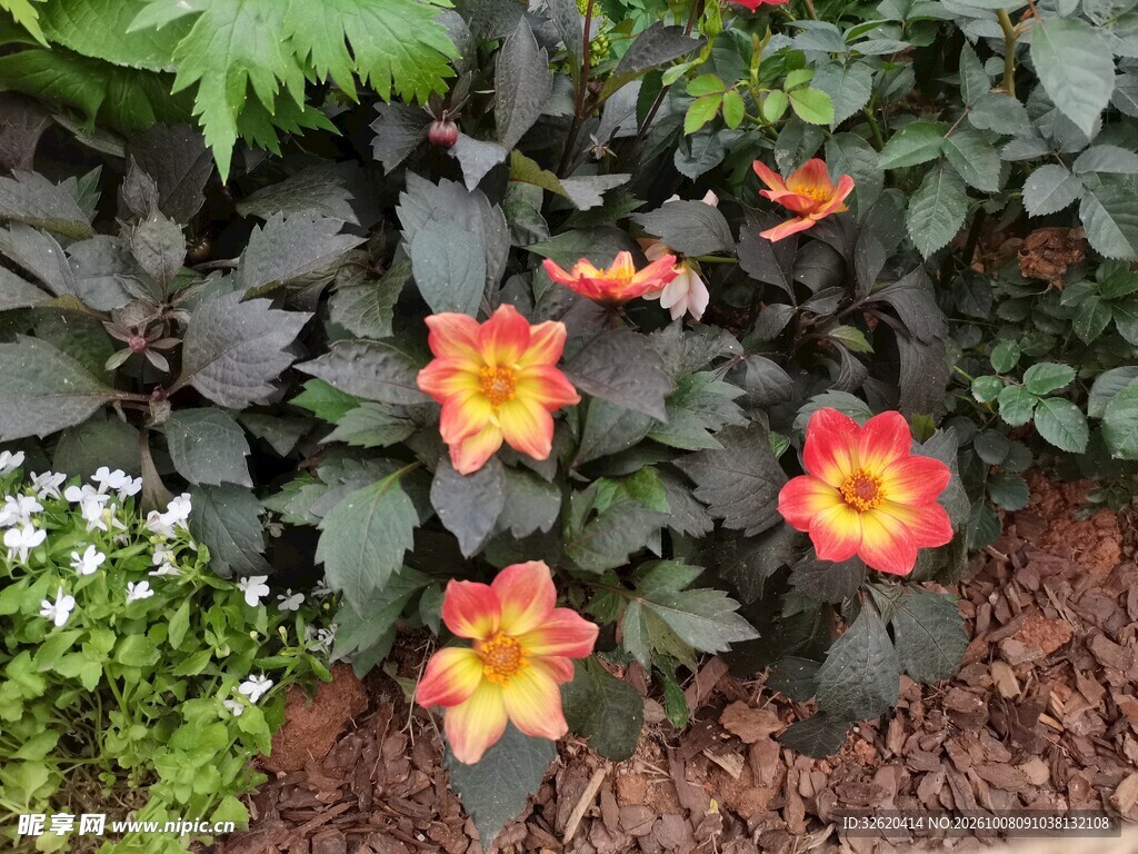 红黄渐变大丽花