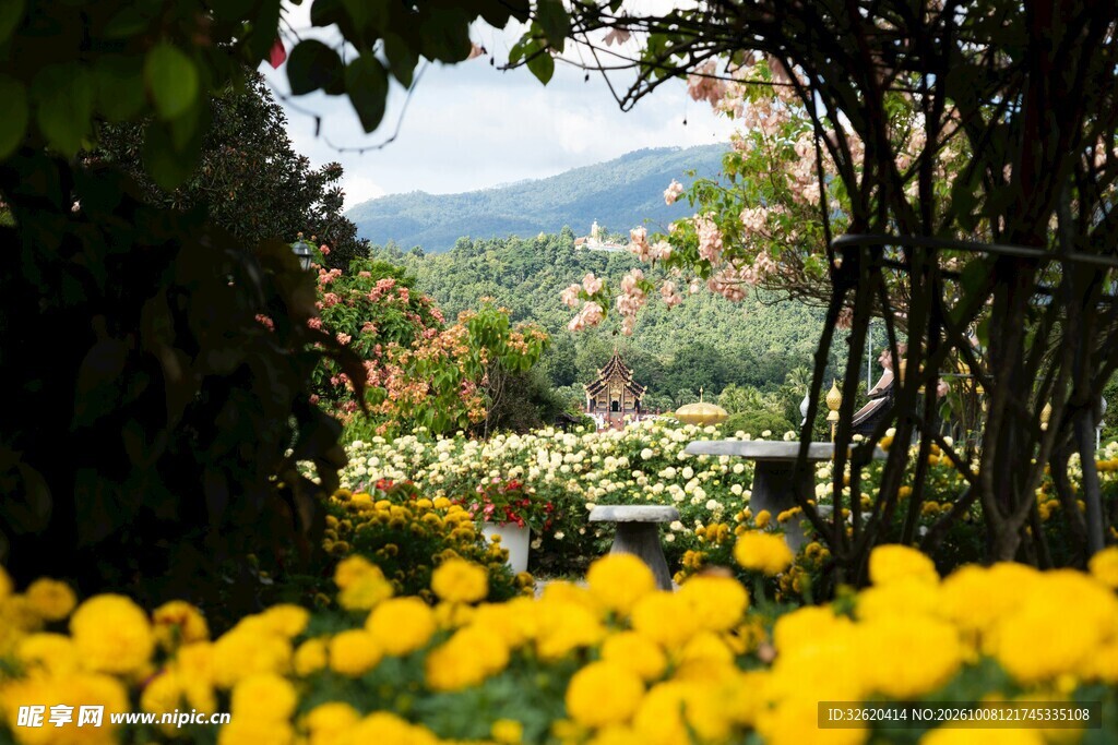 林间花田远眺山景