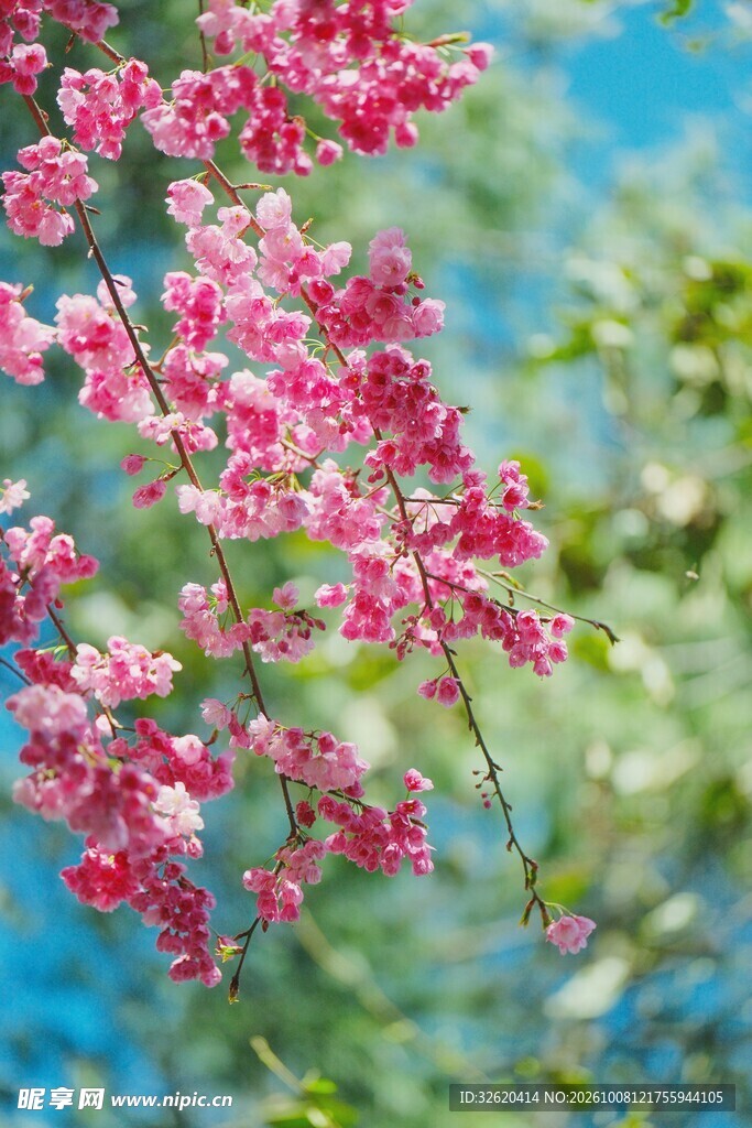 春日柔焦粉花美景