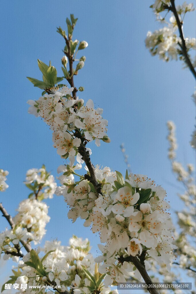蓝天映衬春日白花枝