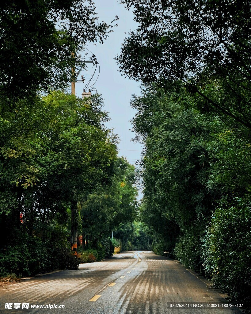 林荫乡间公路风光