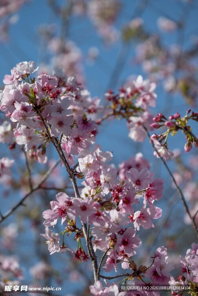 春日粉花映蓝天