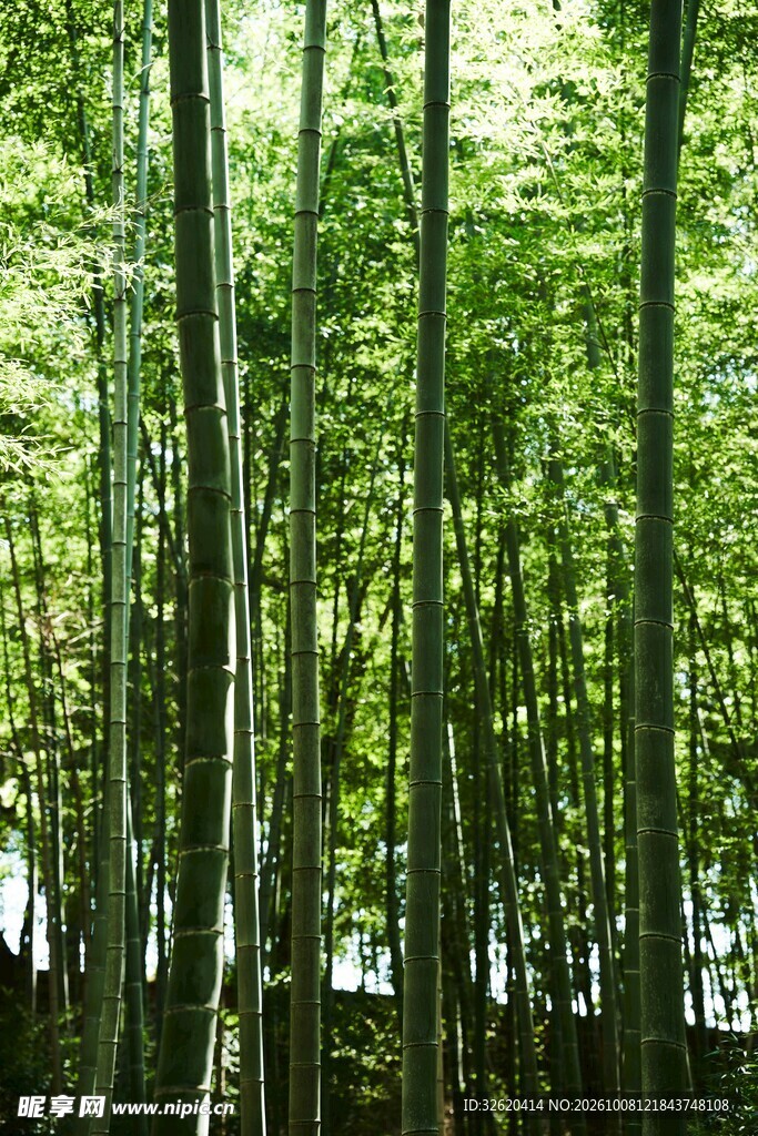 清新翠绿树林风光