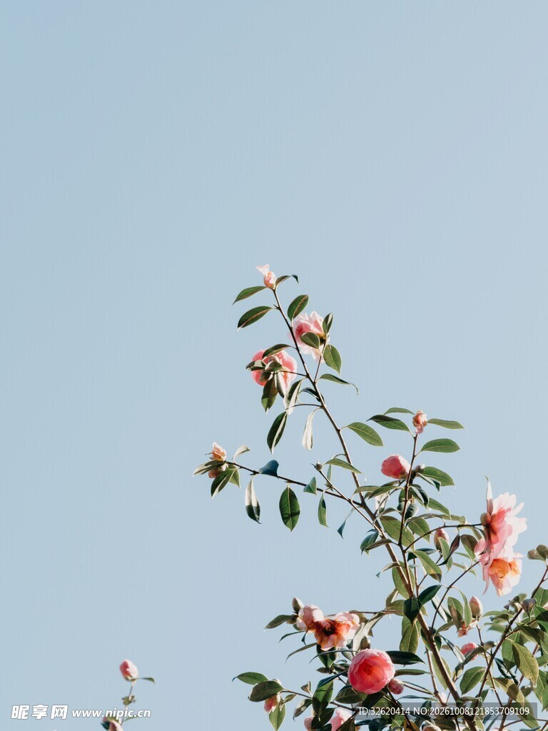 蓝天背景花枝小景