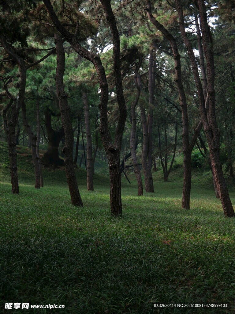 朦胧林间绿地风光