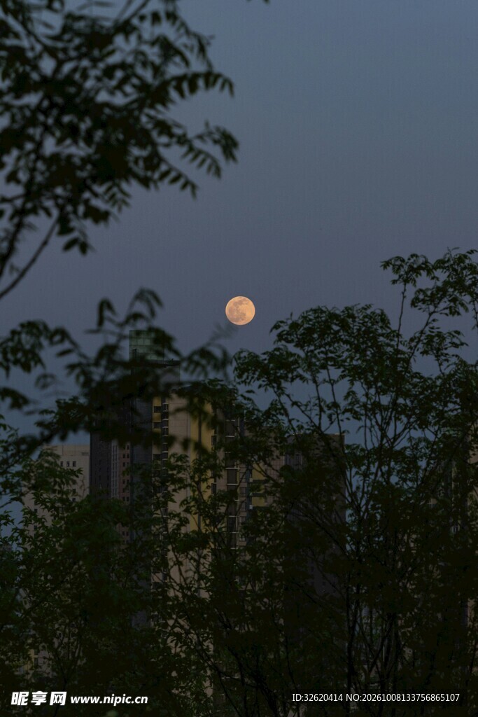 树间满月朦胧夜景