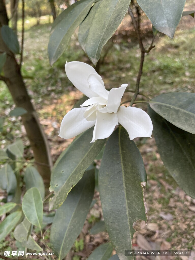 林间野生白色小花