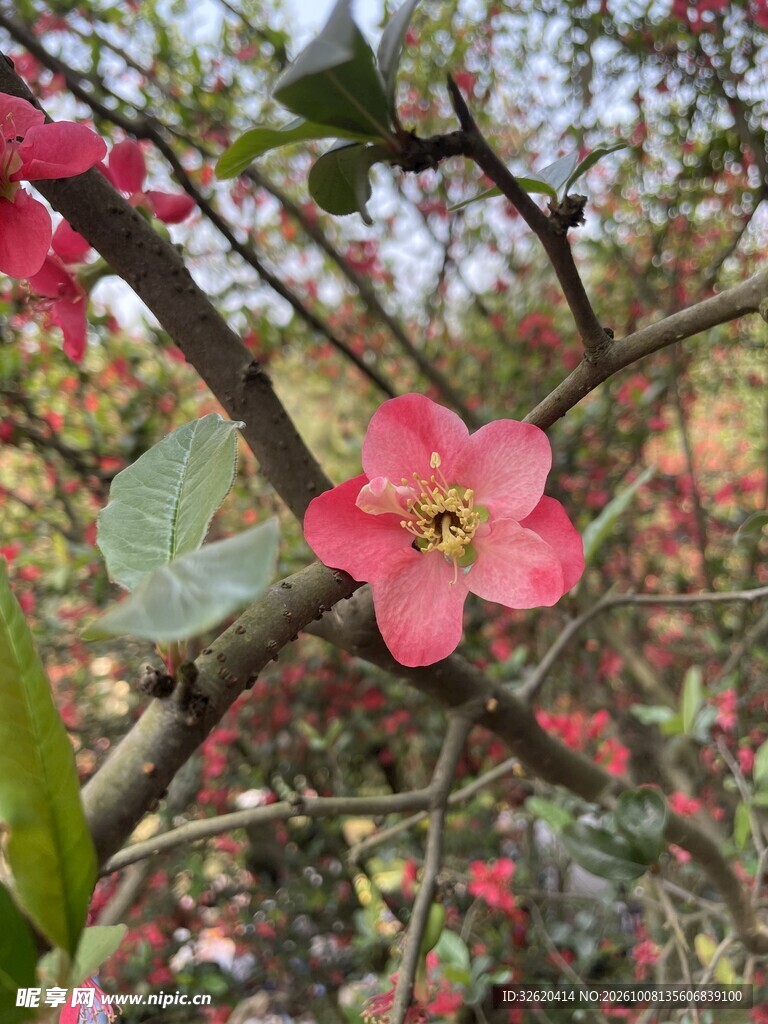 春日枝头红花绽放