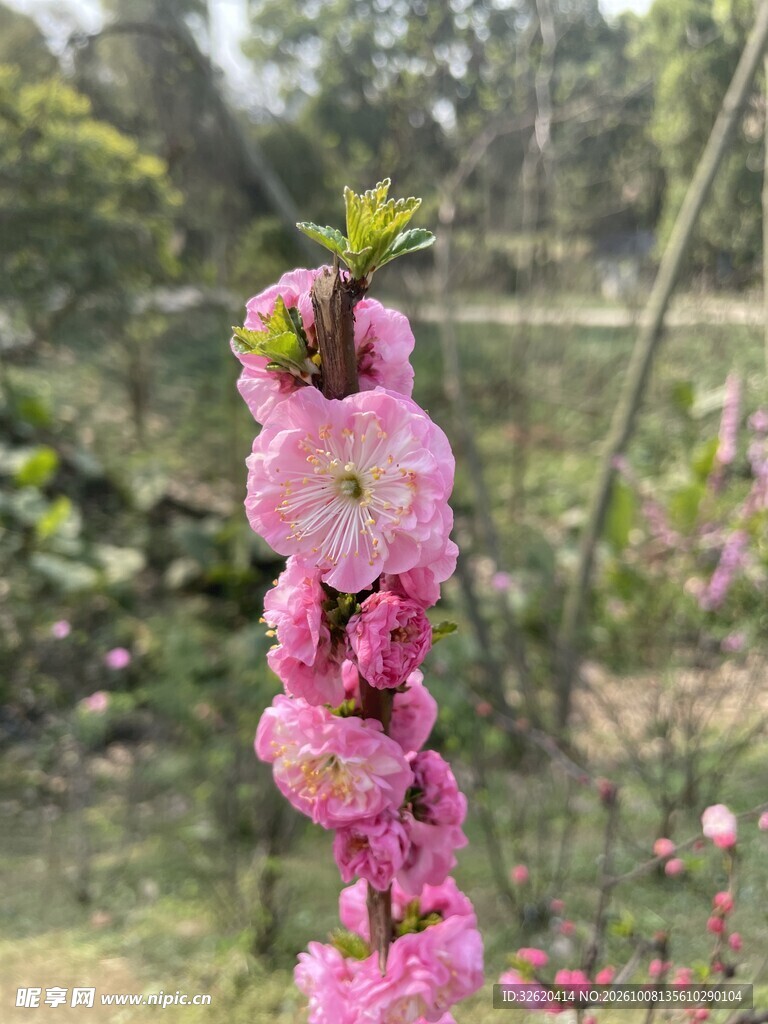 春日枝头粉花绽放
