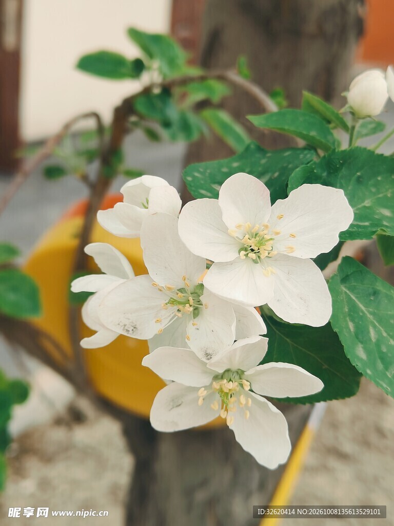 素雅白色花卉