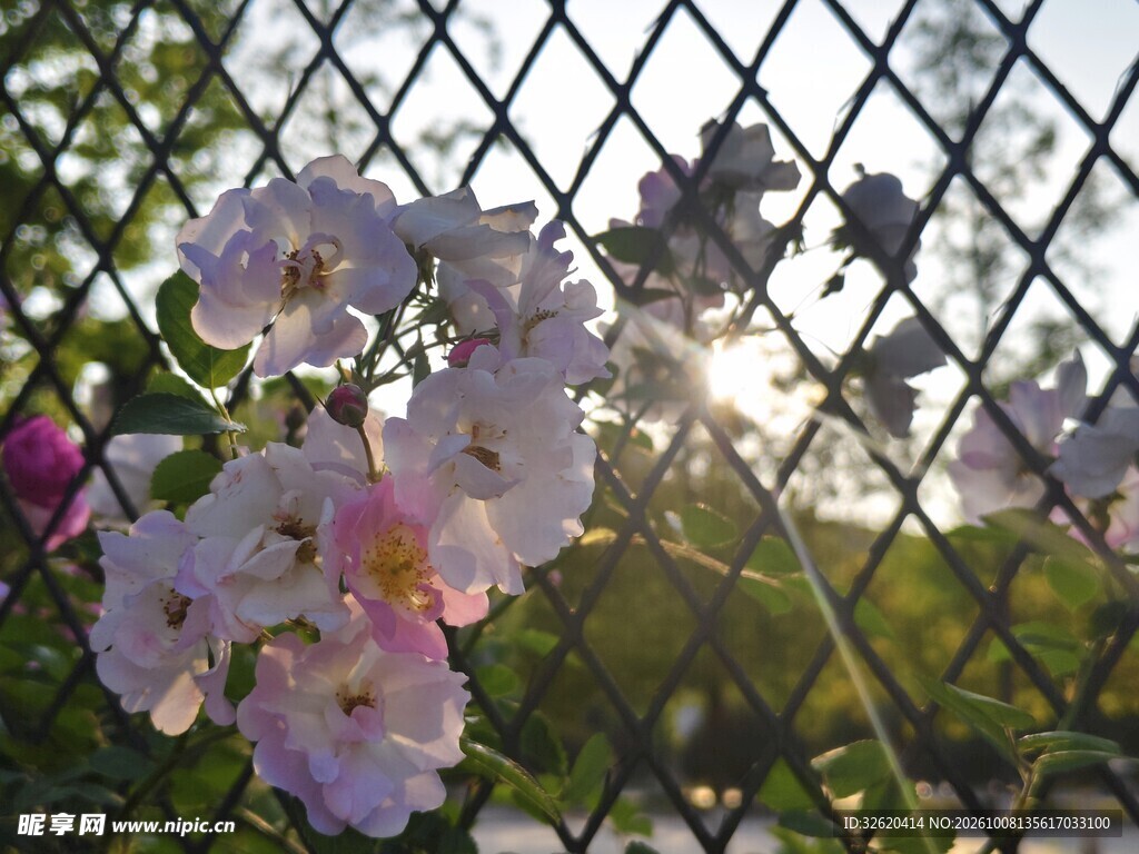 淡粉花簇