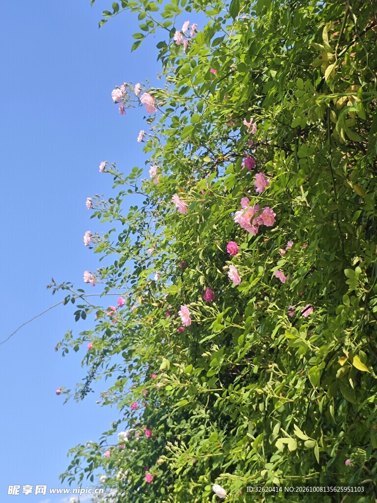 蓝天下的蔷薇花簇