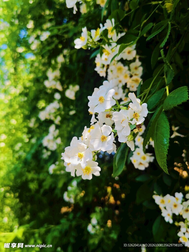 春日清新白色花簇