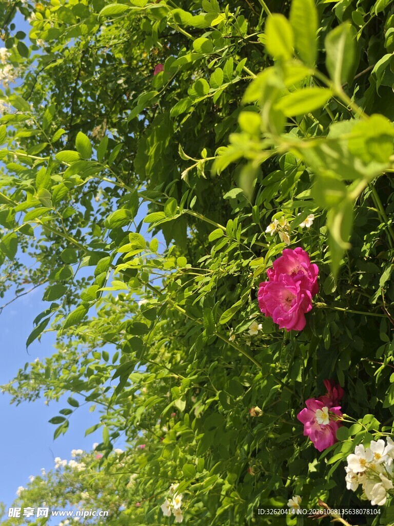 绿叶丛中红花盛放