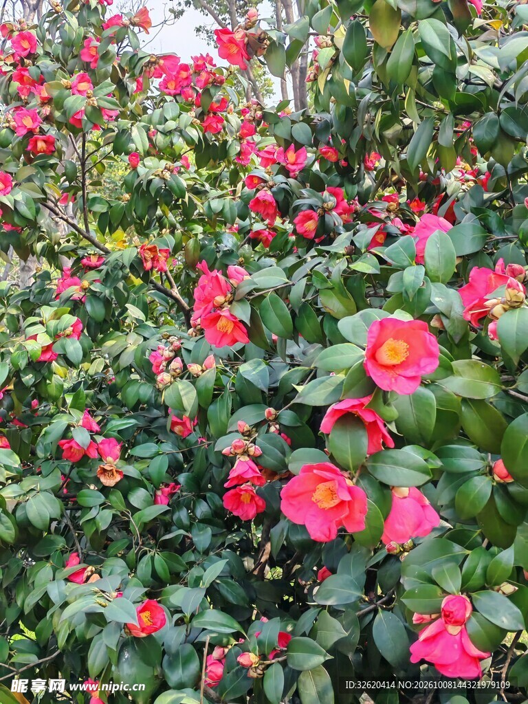 盛放红色山茶花丛