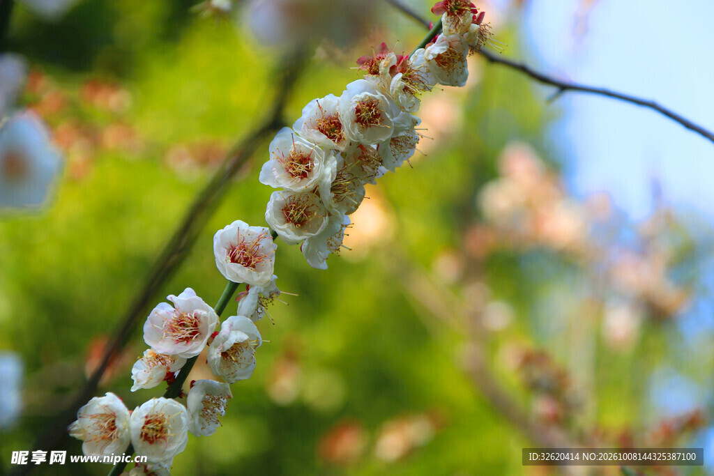 春日白花柔焦特写