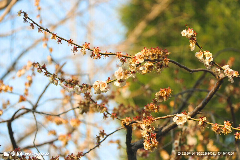 春日初开的梅花枝