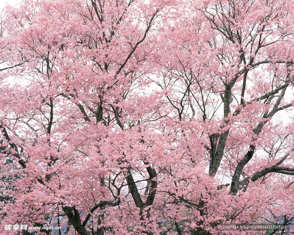 春日烂漫樱花树