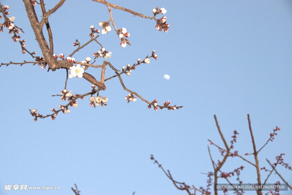 晴空下的春花枝桠