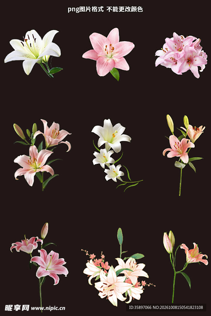 百合花素材