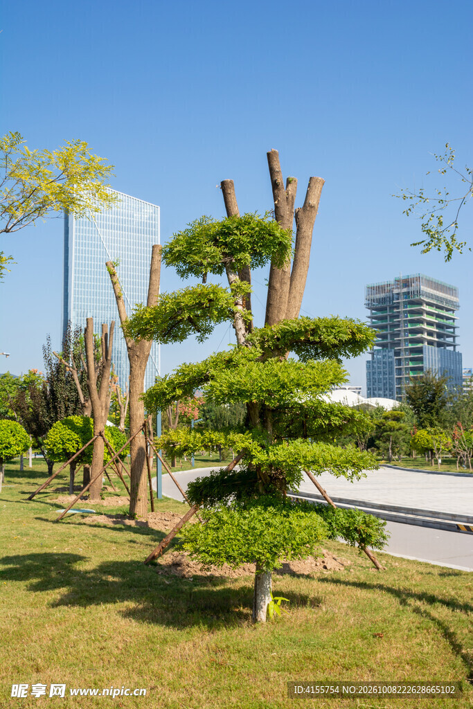 城市公园造型景观树